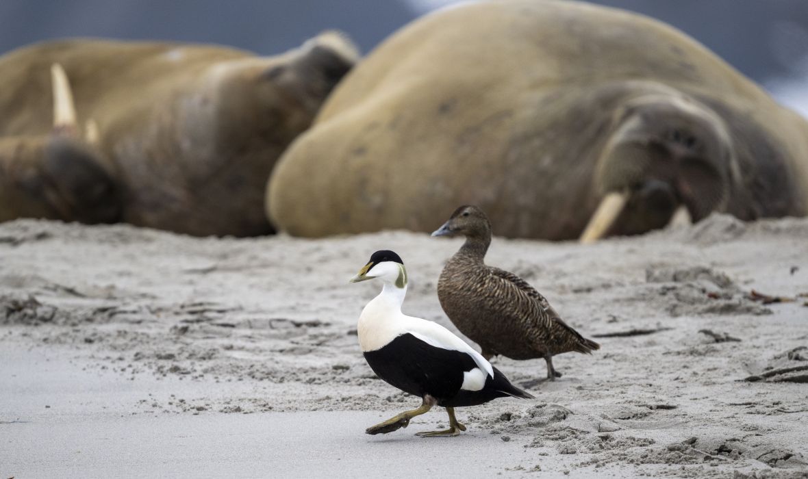 Common eiders and walruses coexisting in harmony.